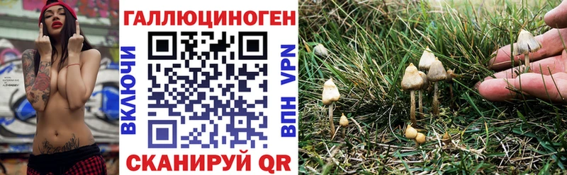 Псилоцибиновые грибы Cubensis  KRAKEN как зайти  Гдов 